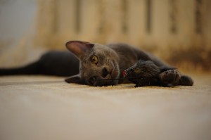 猫